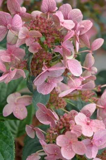 Гортензія волотиста `Полестар` | Hydrangea paniculata `Polestar` | Гортензия метельчатая `Полестар`